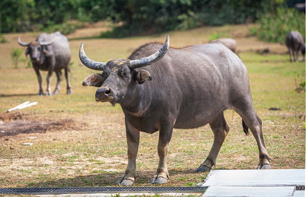 Support the care and management of South Lantau buffalo herds