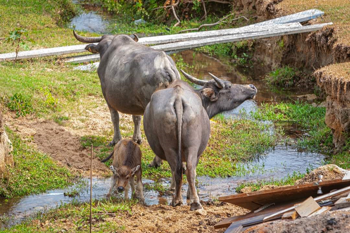 Support the care and management of South Lantau buffalo herds