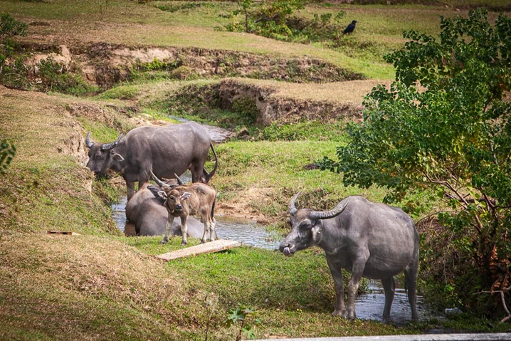 Support the care and management of South Lantau buffalo herds