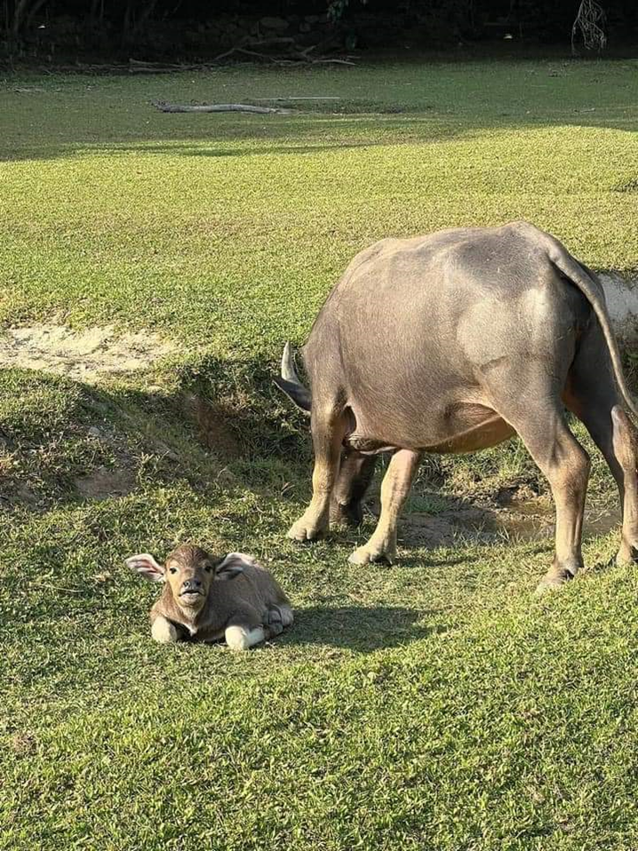 Support the care and management of South Lantau buffalo herds