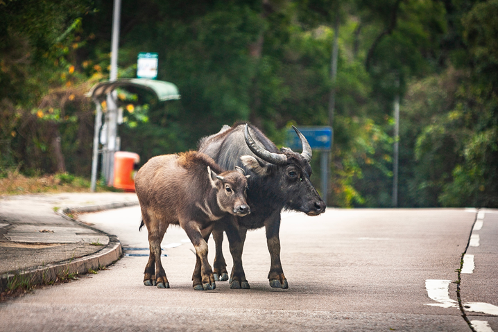 Support the care and management of South Lantau buffalo herds