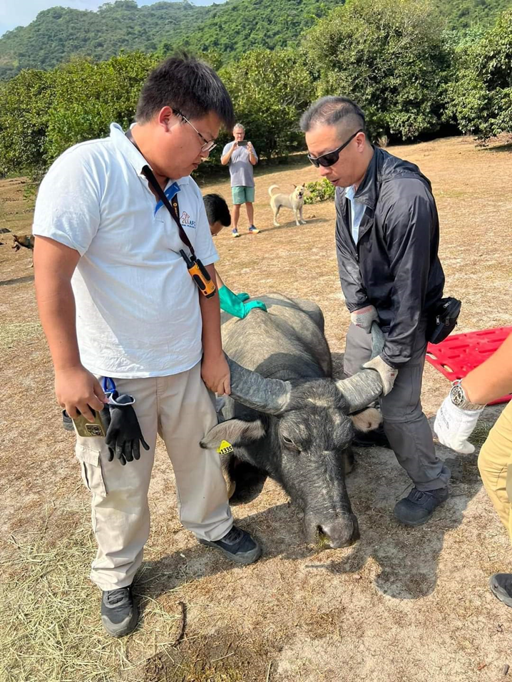 Support the care and management of South Lantau buffalo herds