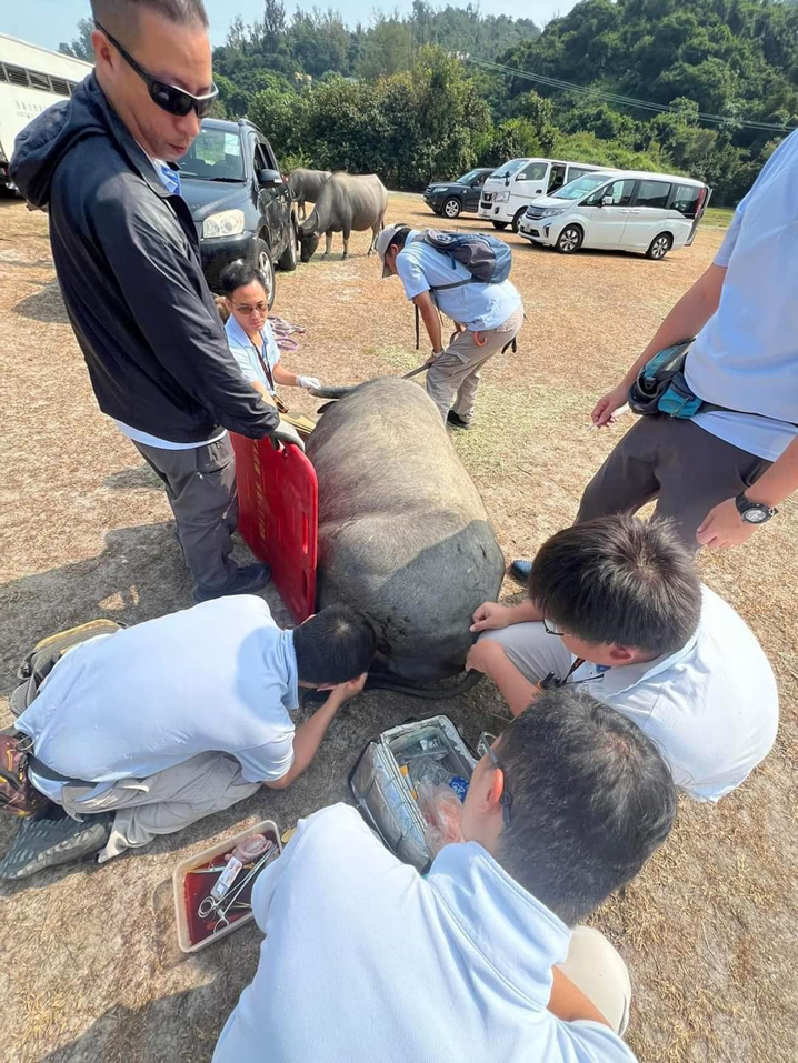 Support the care and management of South Lantau buffalo herds