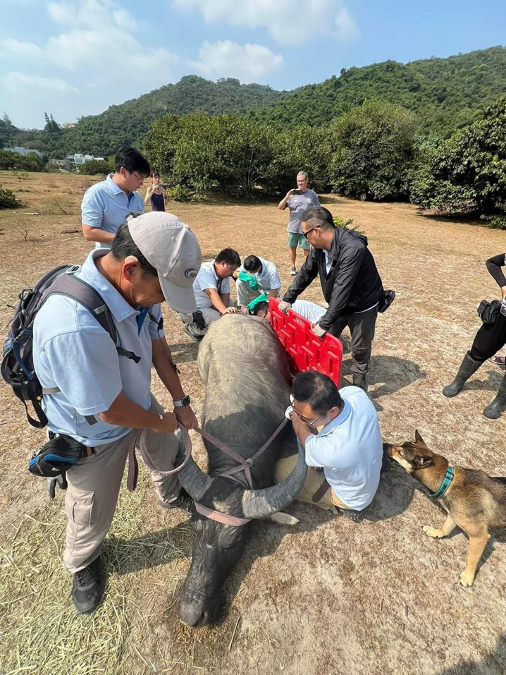 Support the care and management of South Lantau buffalo herds