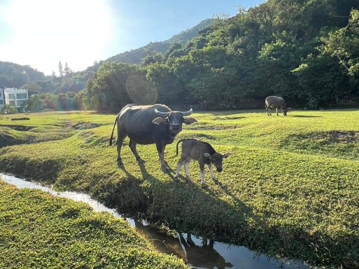 Support the care and management of South Lantau buffalo herds