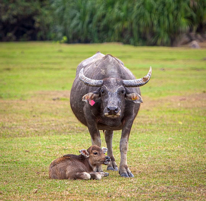 Support the care and management of South Lantau buffalo herds