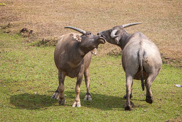 Support the care and management of South Lantau buffalo herds