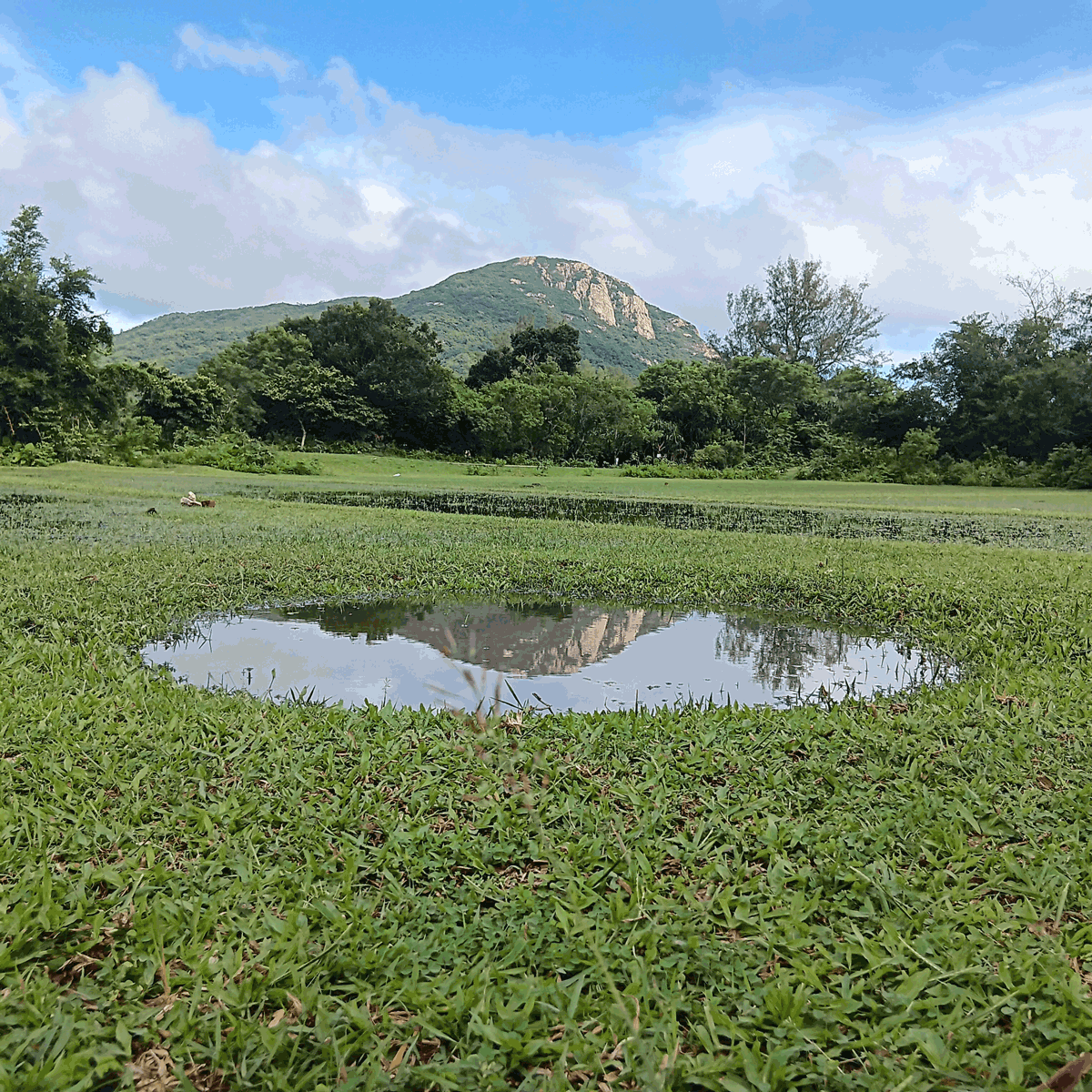 Reflections in nature