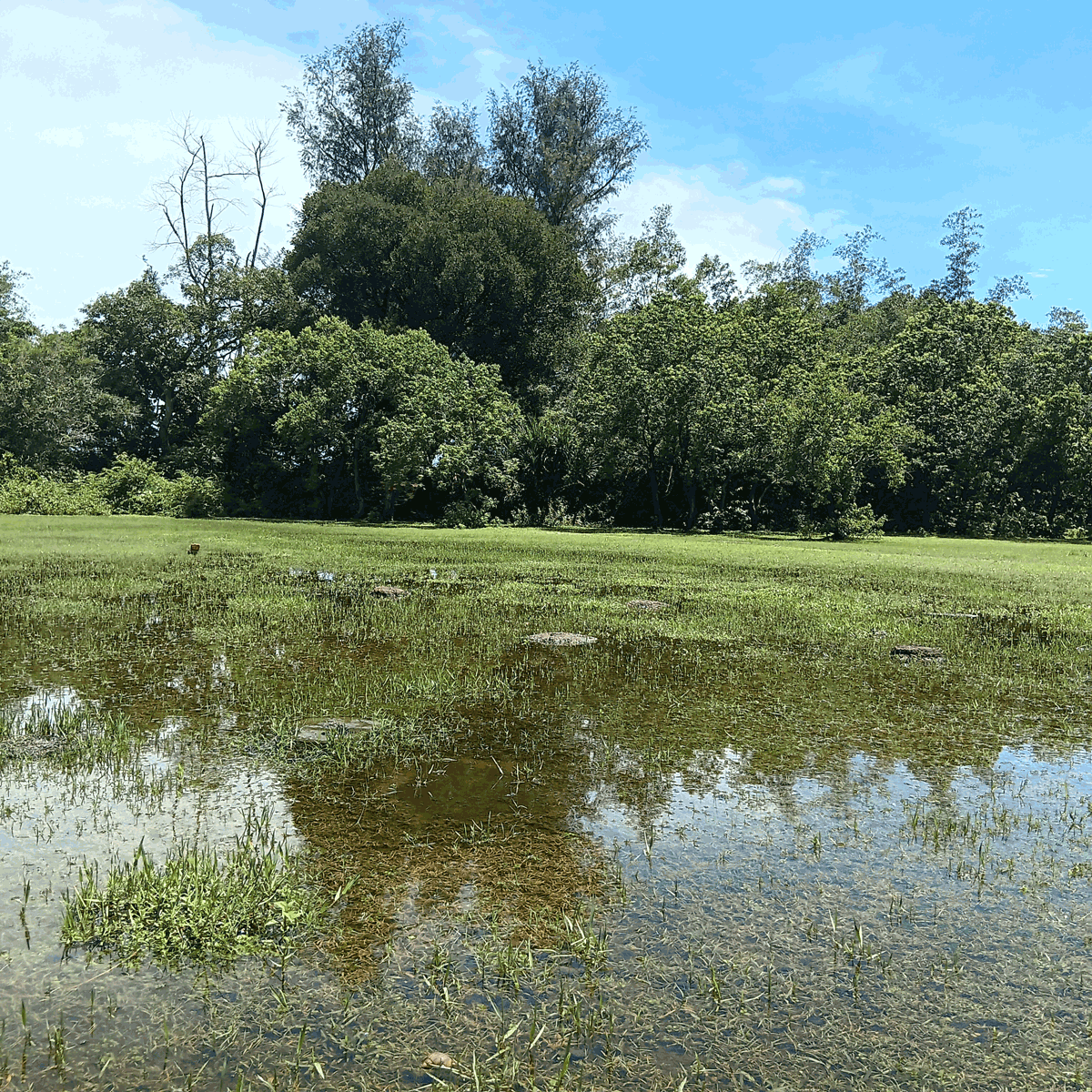 Reflections in nature