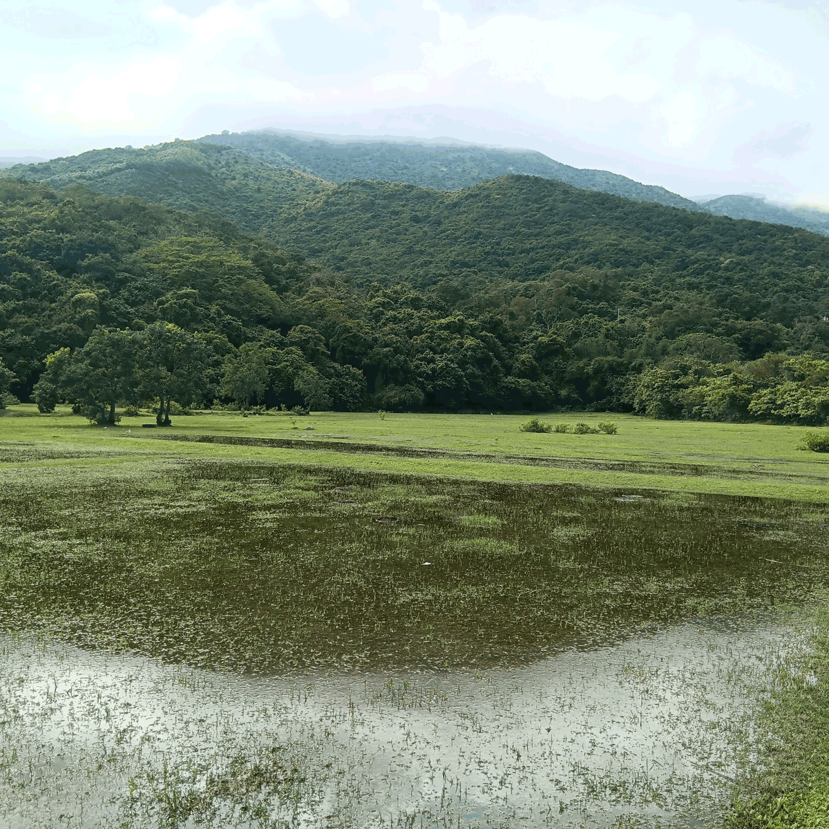 Reflections in nature