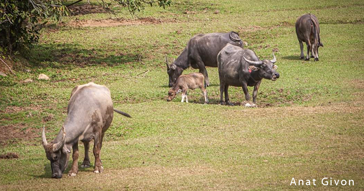 Urgent action needed to save South Lantau’s buffalo herds